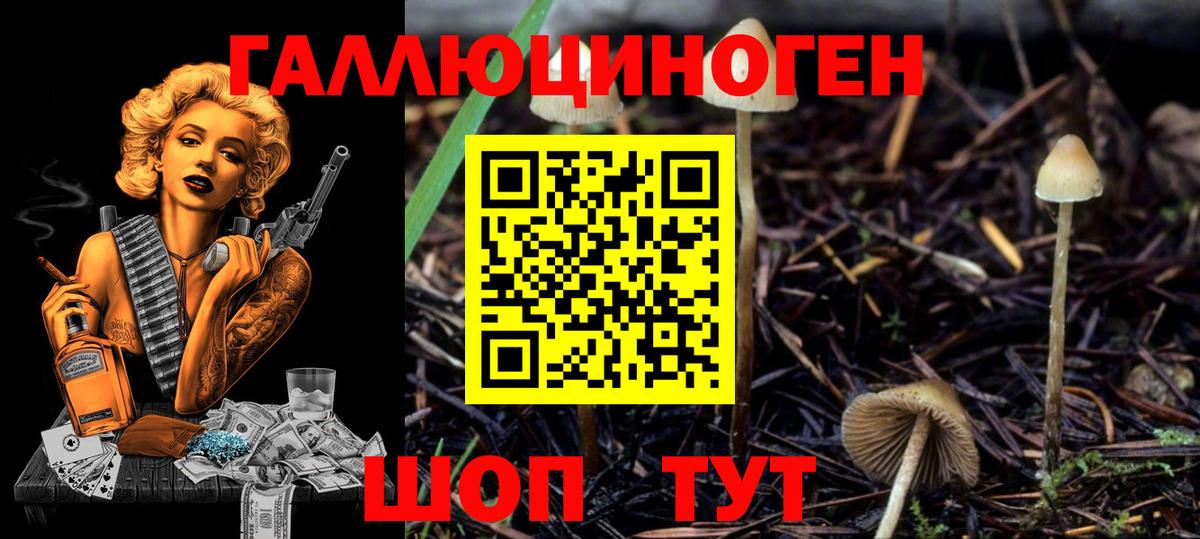 Псилоцибиновые грибы Psilocybe Новоуральск